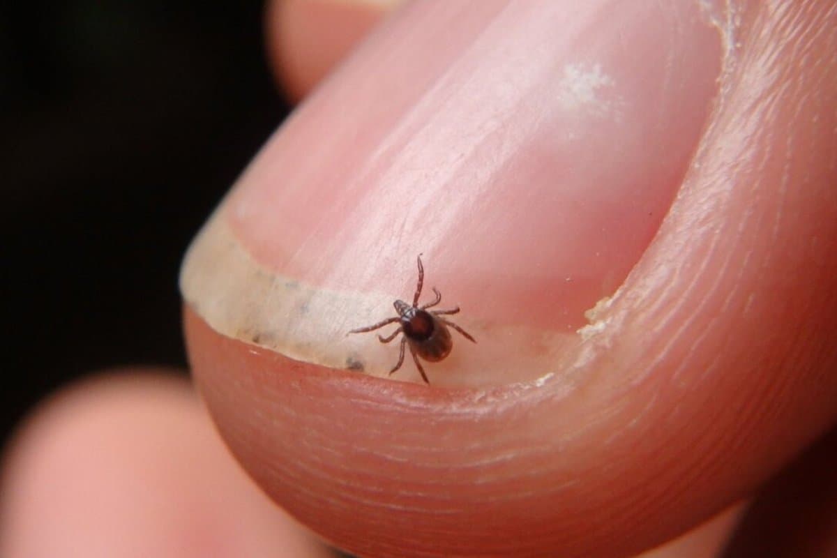 Mokslas prieš dezinformaciją: Laimo ligos tyrimų tiesa